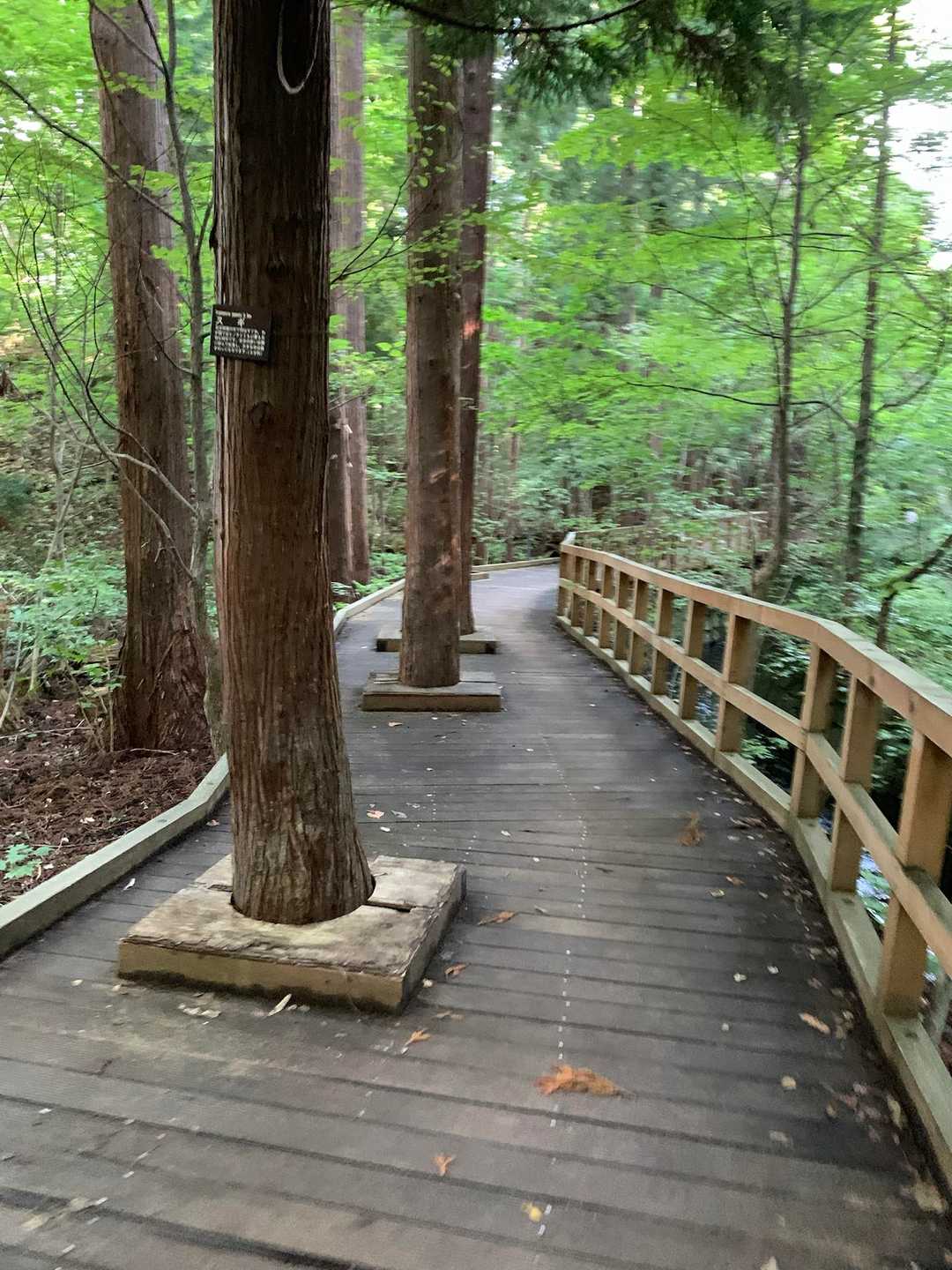 木道歩き