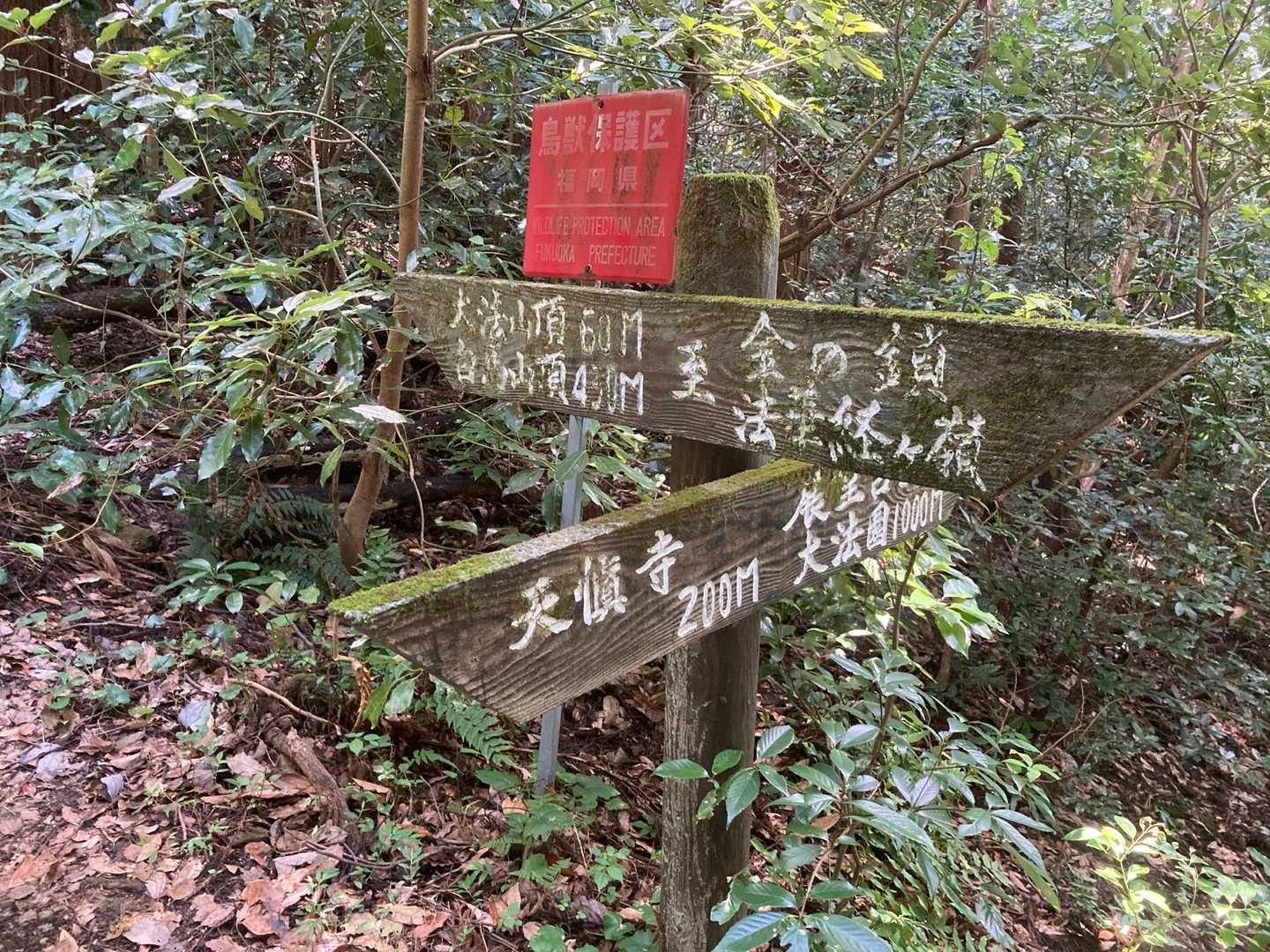 尾根に合流

早いね

って知っててよく言うぜ🐼