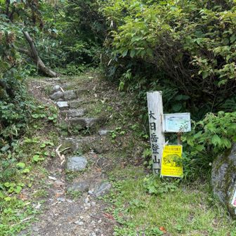称名滝へ行く途中に登山口があります🧸
トレランの人も多く次々と追い抜かされました😂