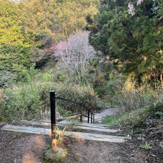 ここの分岐を見落としてスルーしてました💦