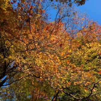 紅葉🍁