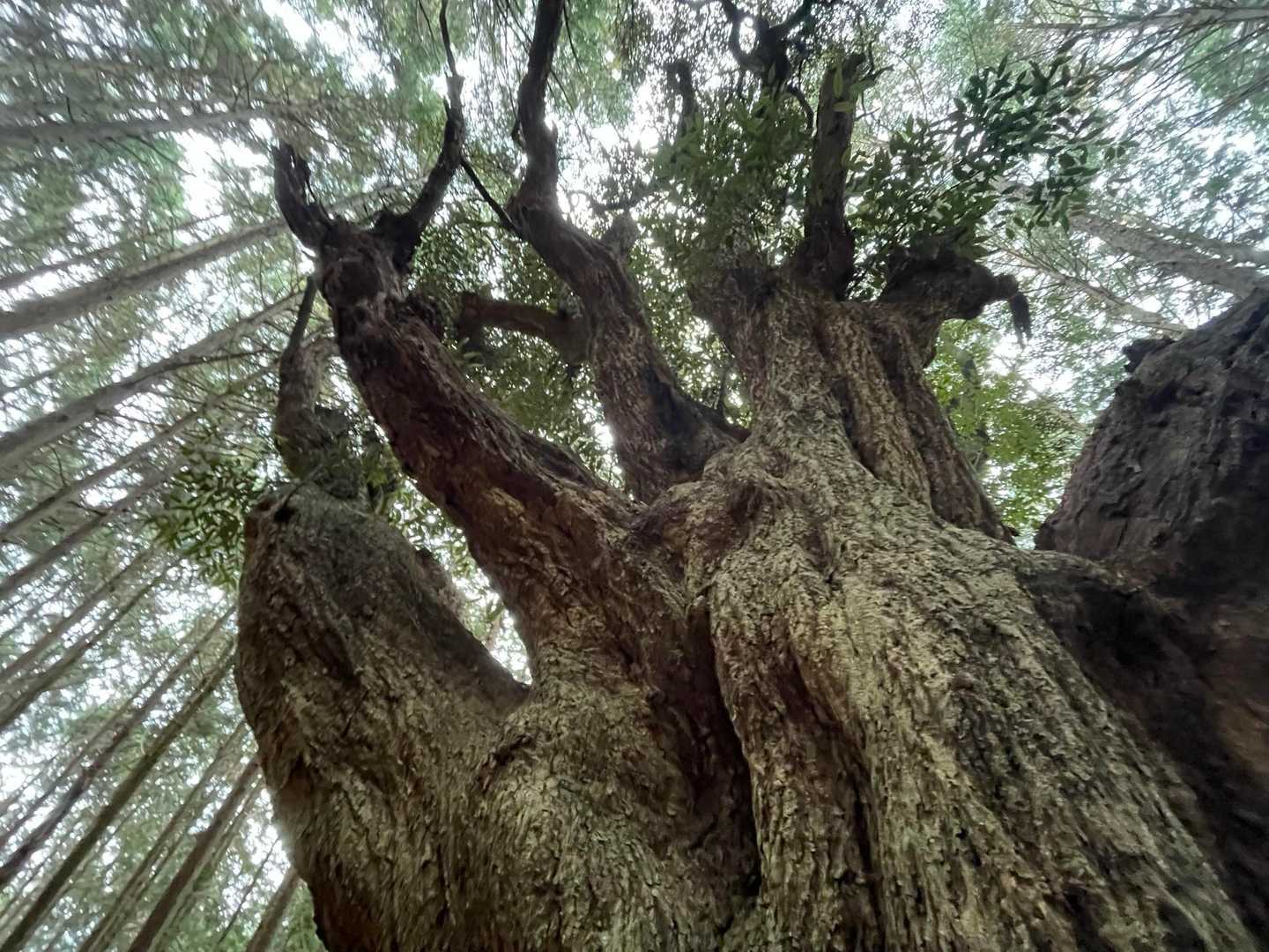 とっても大きな木も。
思わずなでなで。