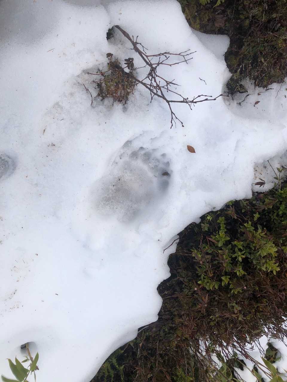 デカイ🐻足跡
