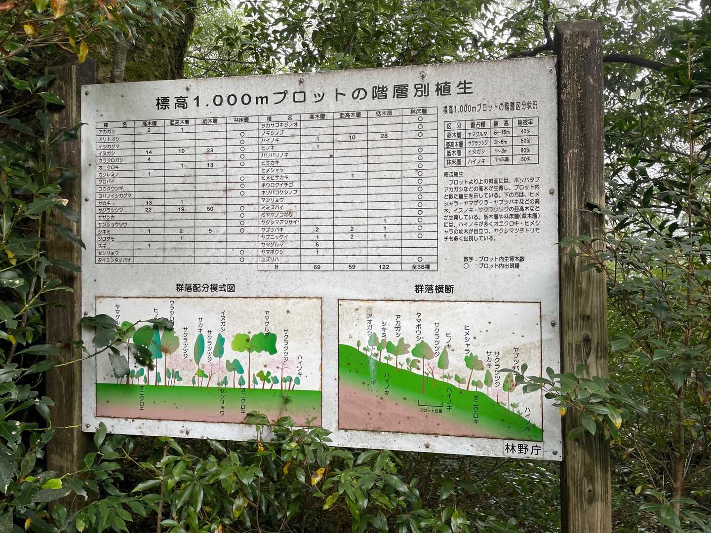 愛子岳は1000m付近になっても針葉樹の大径木が見られないのがほかの山の歩道と異なるんだって。