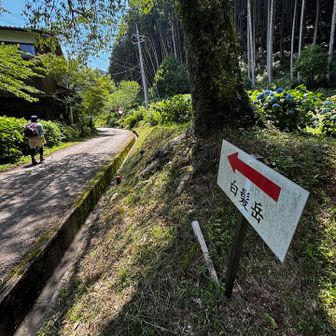 文保寺の紫陽花を観ながら登りました🎶