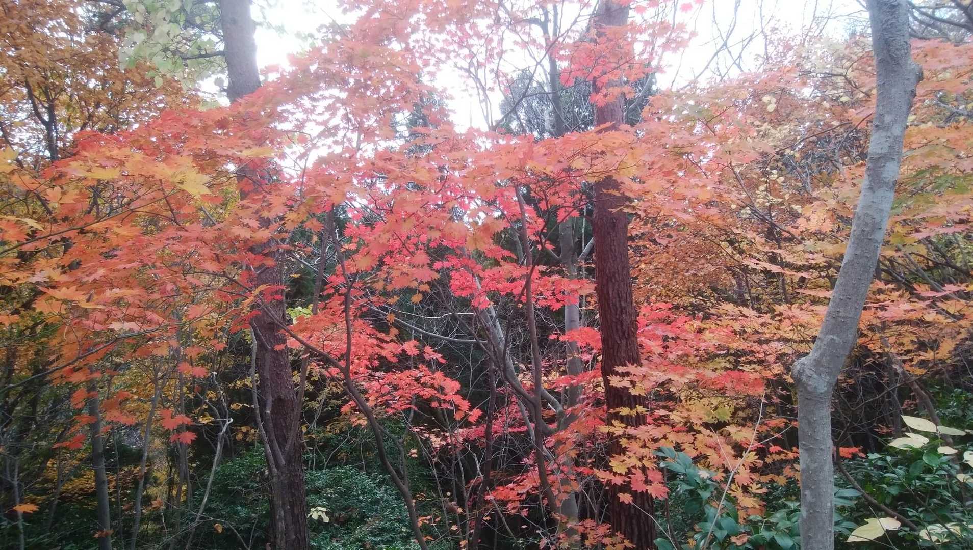見頃でしょう