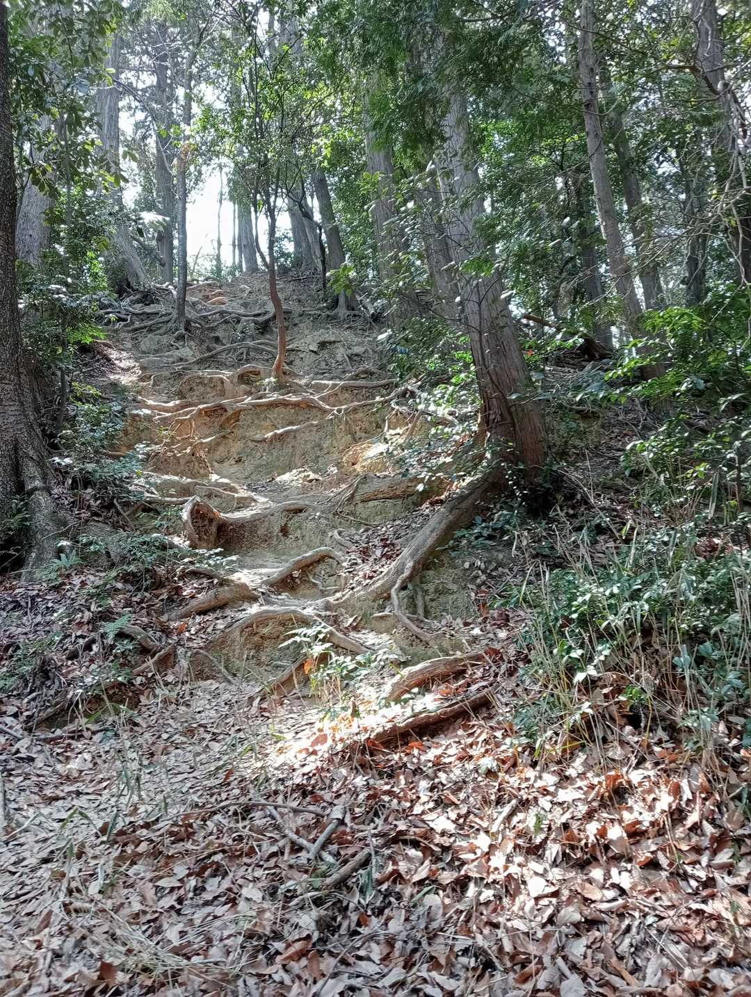 天王山山頂へ