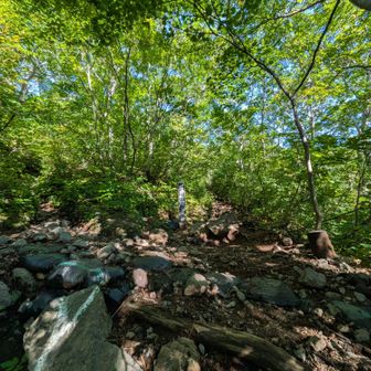 2.5合目分岐
左方向の旧道(山頂まで3.7km)を進みます