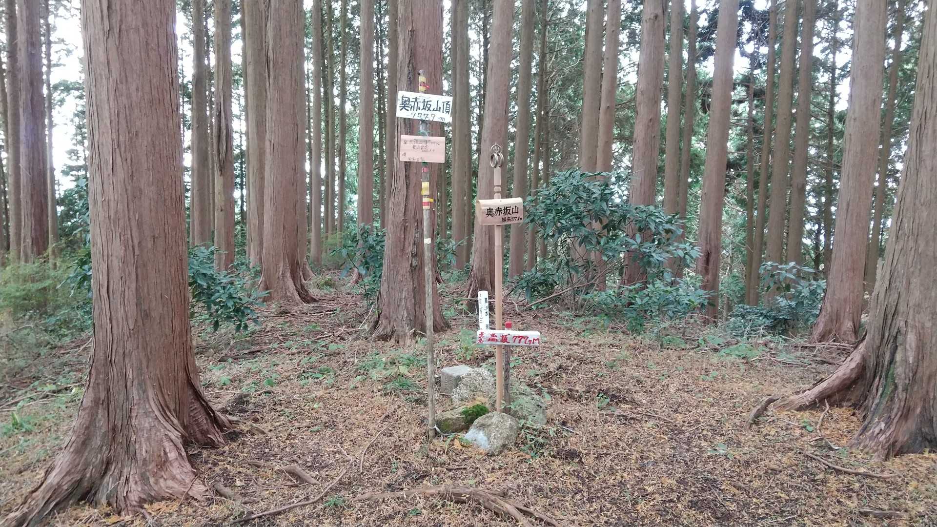 六座目は奥赤坂山です。トレイルから少しだけ入ります。