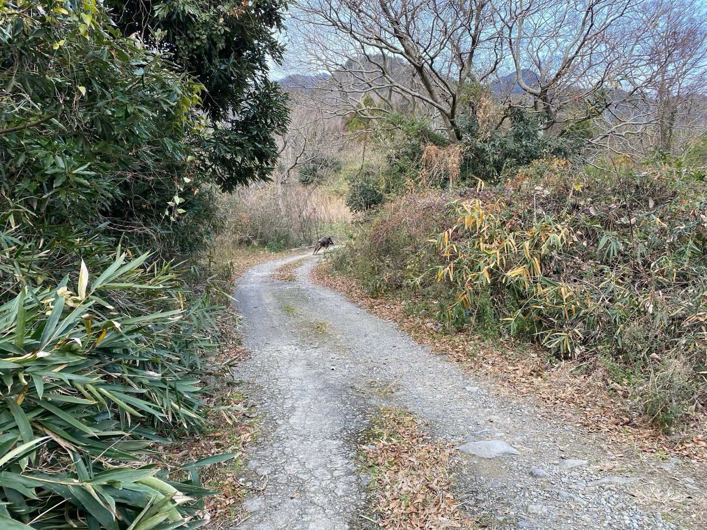 かなり大きなイノシシ🐗とはち合わせ！ビックリしましたが　イノシシ🐗が逃げてくれて　ホットしました😄