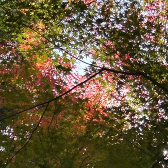 登山口から少し入って
🍁をもう一度