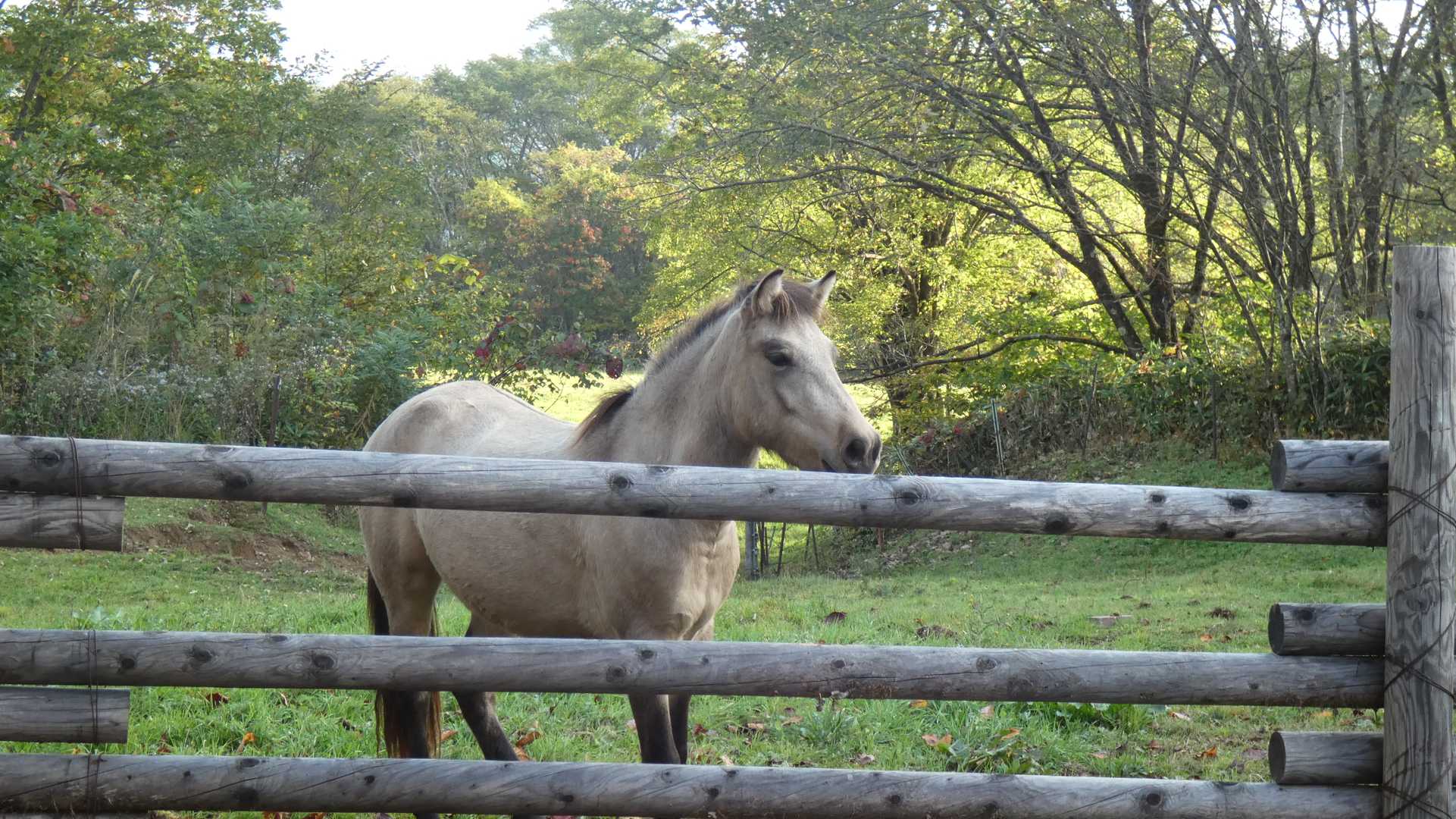 美形なお馬さん！