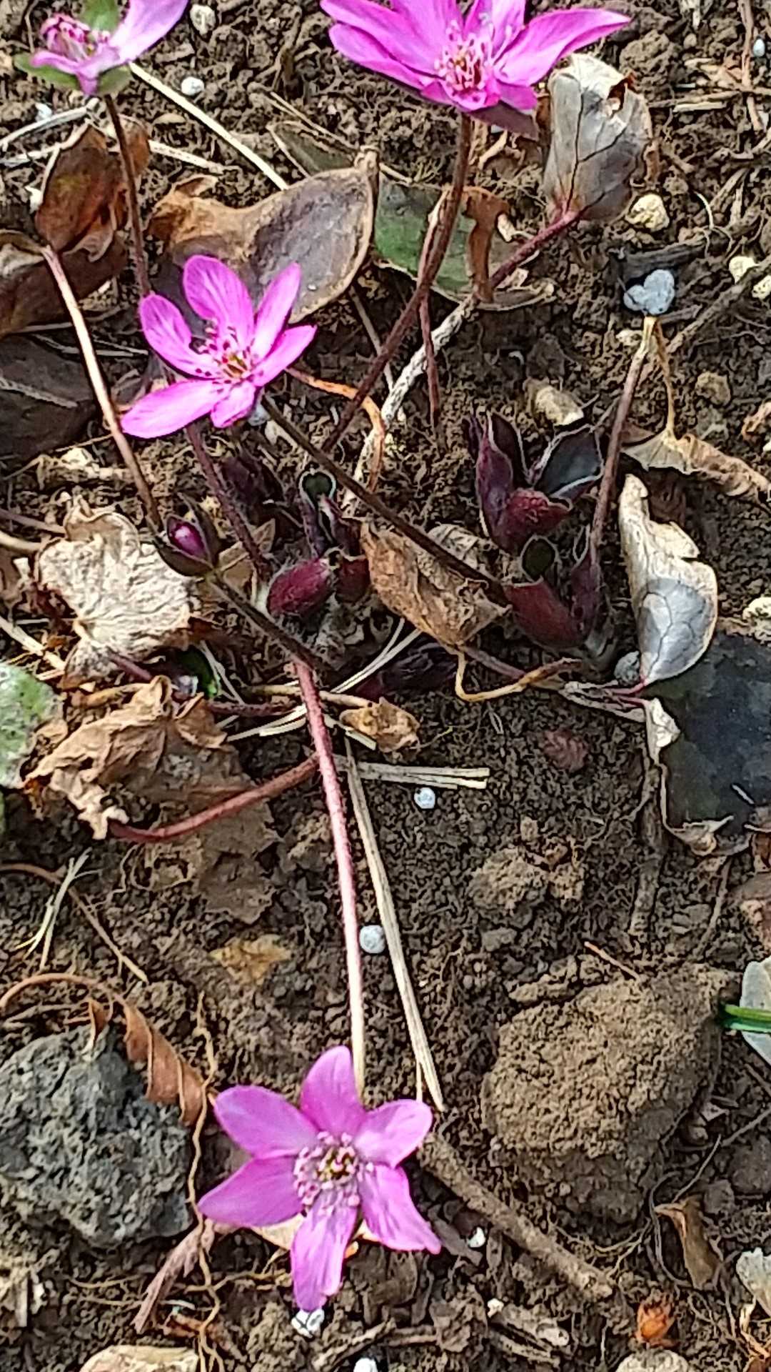 ユキワリソウの花も咲いていました。