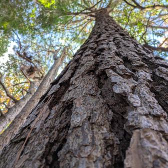 🌲分厚い皮を纏った巨松の下に、