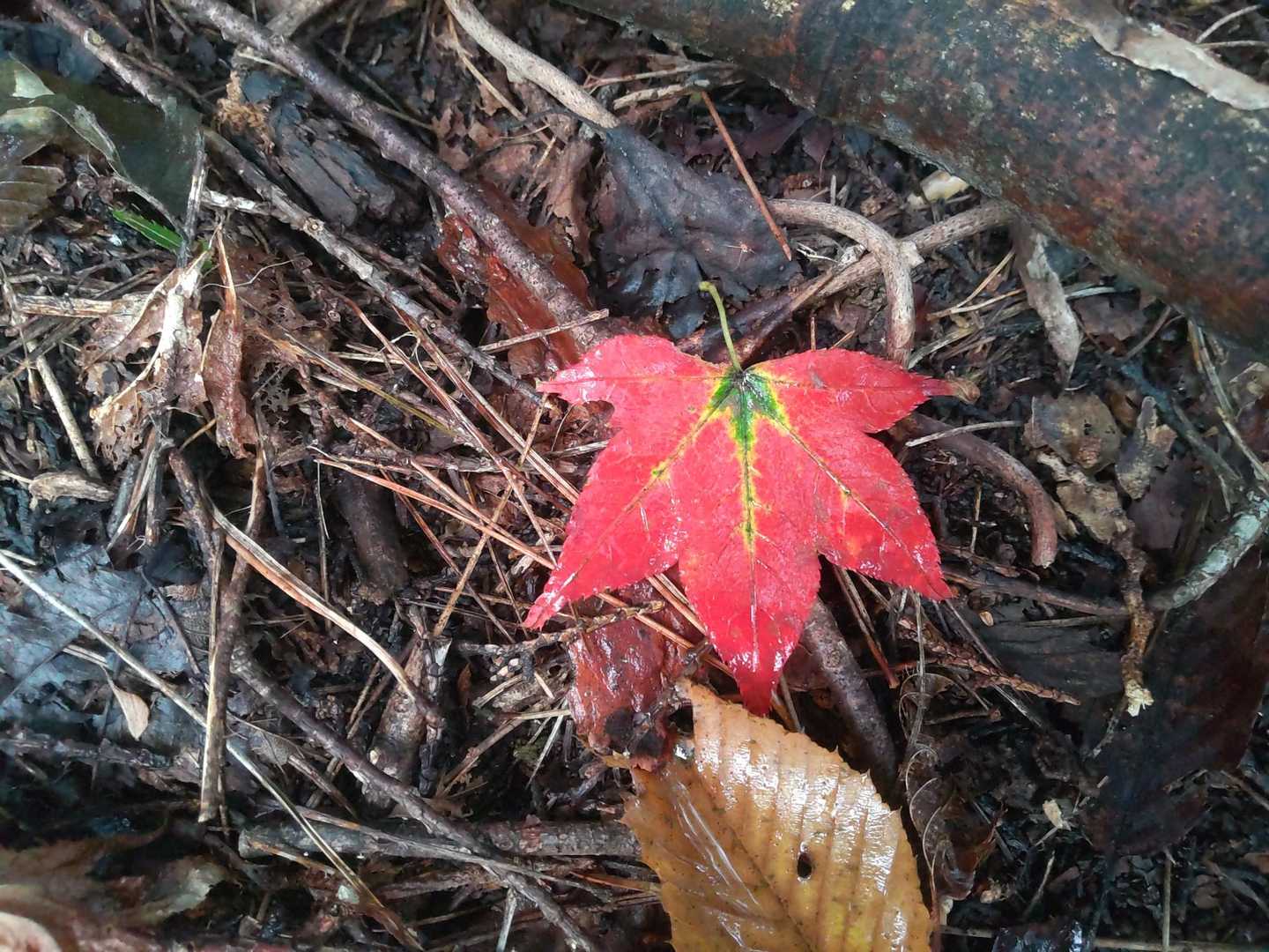 薬王院-筑波山 往復コースの写真