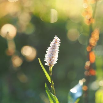 朝焼け草花