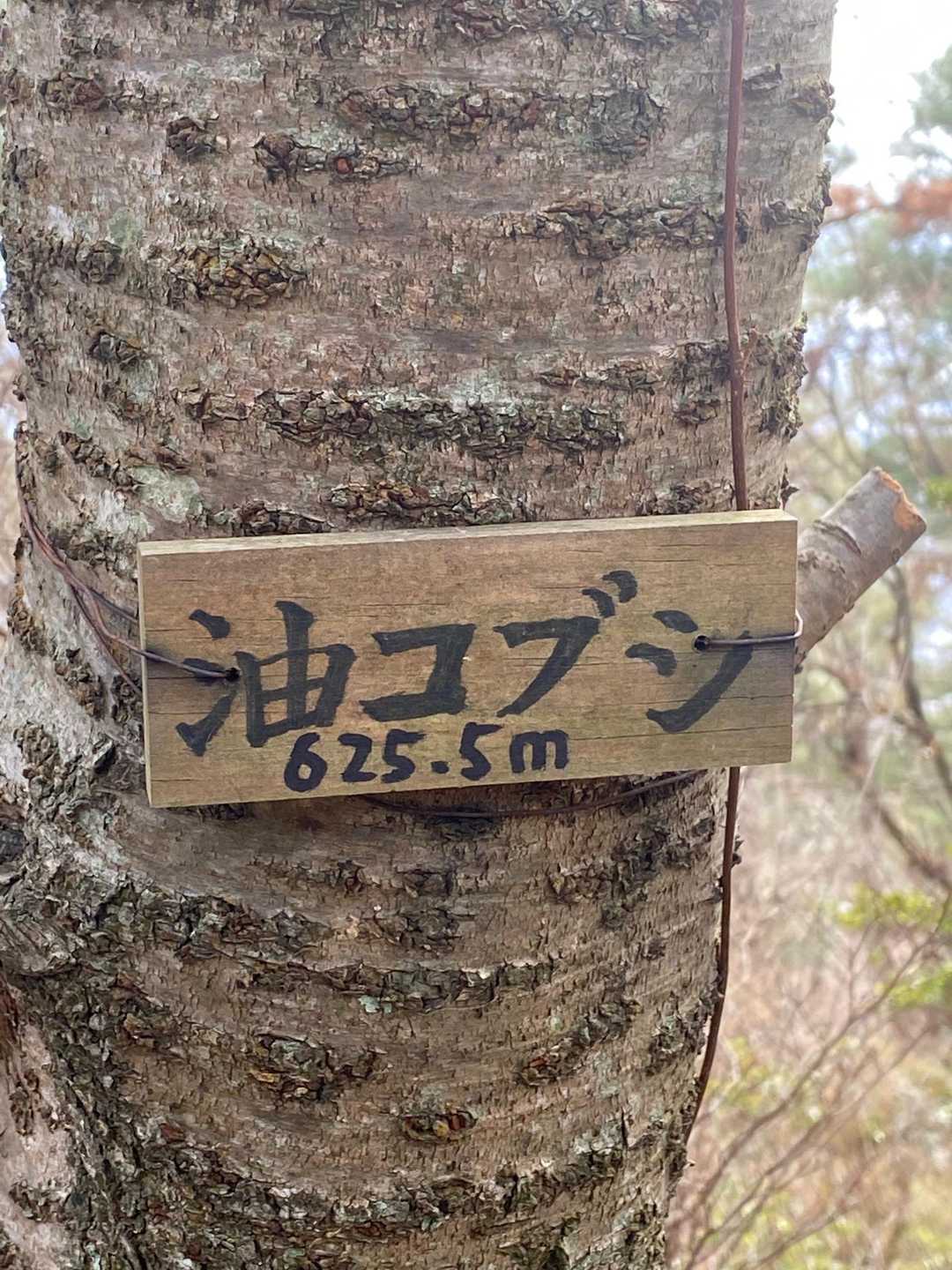 油こぶし625.5m 
何回も来てるのに❣️
写真撮ったの初めて😙