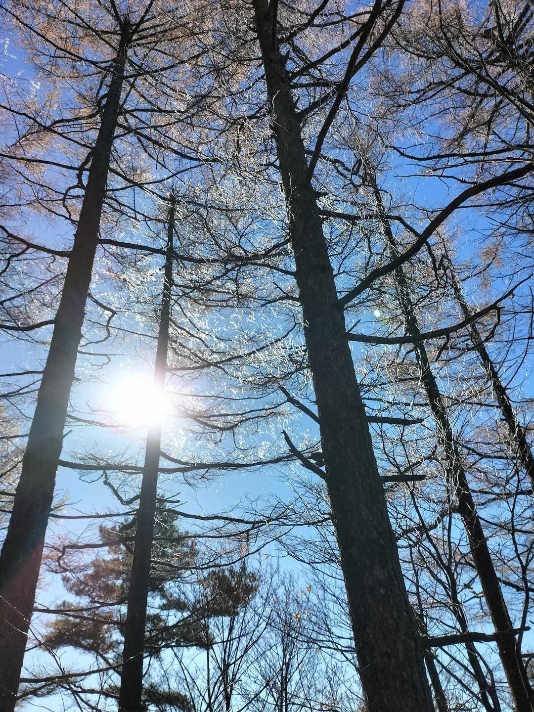 霧氷が溶け凍っている