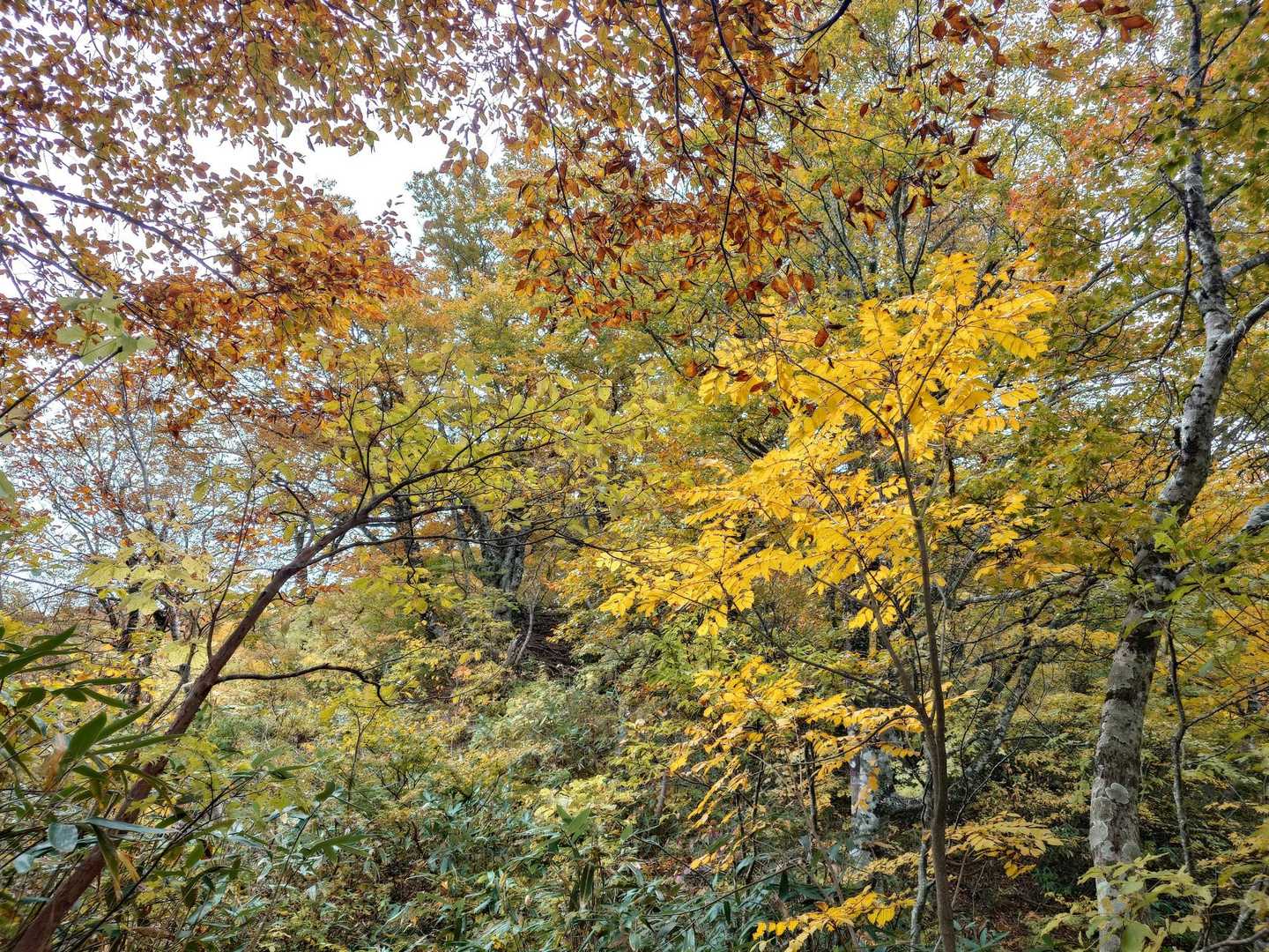 荒島岳勝原登山口-深谷ノ頭-シャクナゲ平-荒島岳-小荒島岳 往復コースの写真