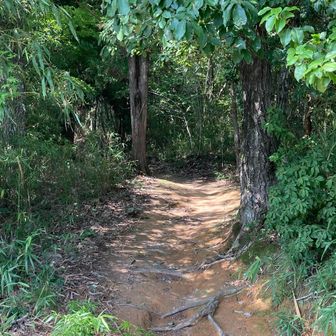 ここから本格的な登山道に…と思ったらフェイントでした💦
