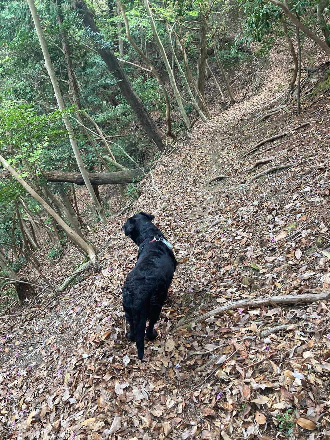 こんな狭いトランパス前も怖かったが
（みかん🐕‍🦺は平気ですけど）
今はリハビリ中の足の左右のバランス感覚まだおかしいので余計に怖いです
