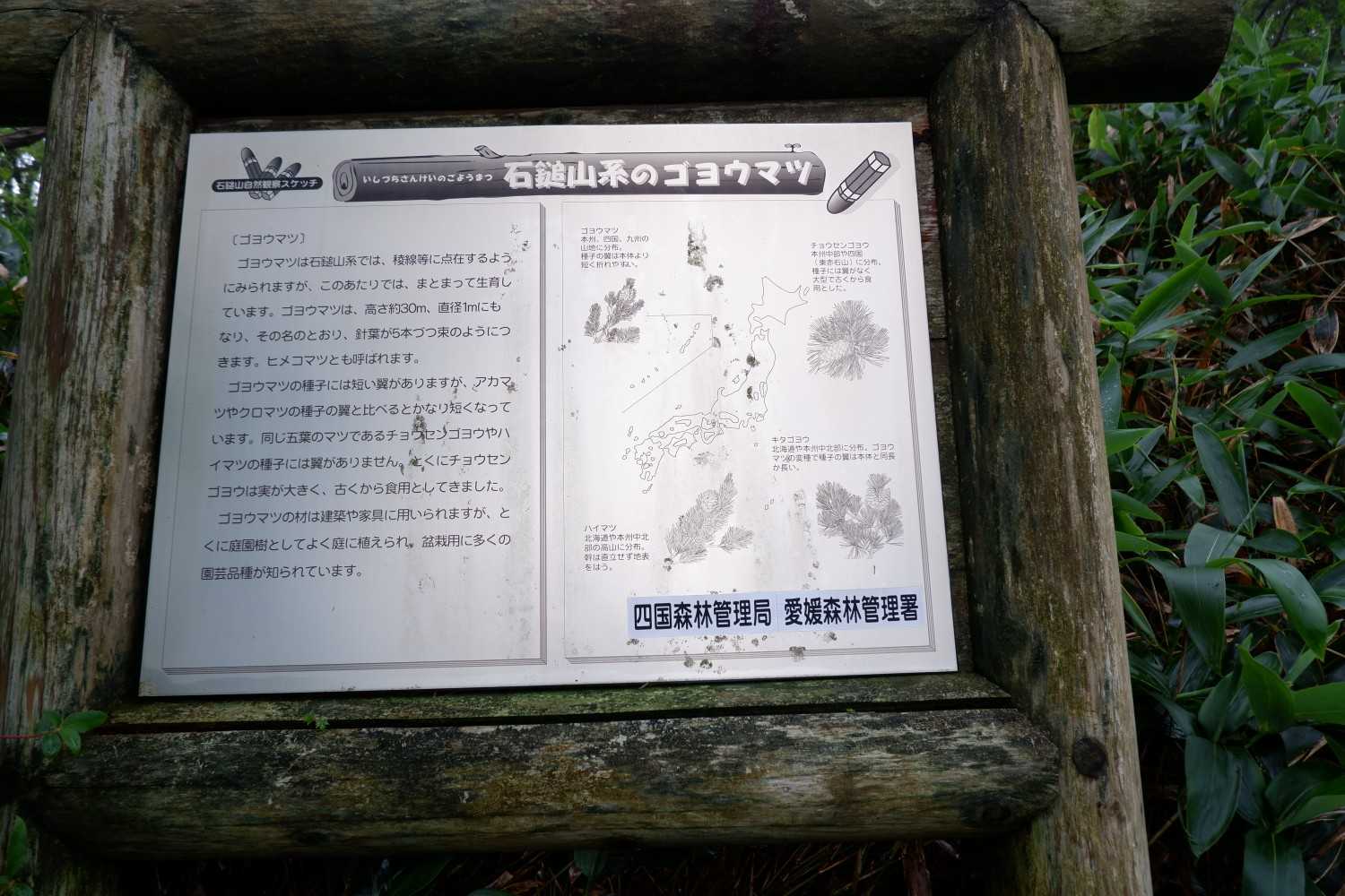 五葉松についての説明を読んだそのあとに…