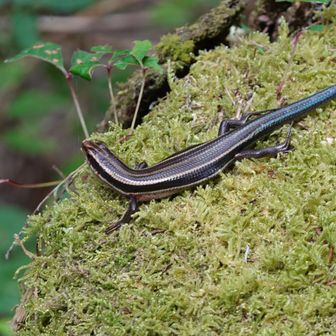 ニホントカゲ🦎
尻尾を自切したみたい
再生には1～2ヶ月かかる（お大事に）