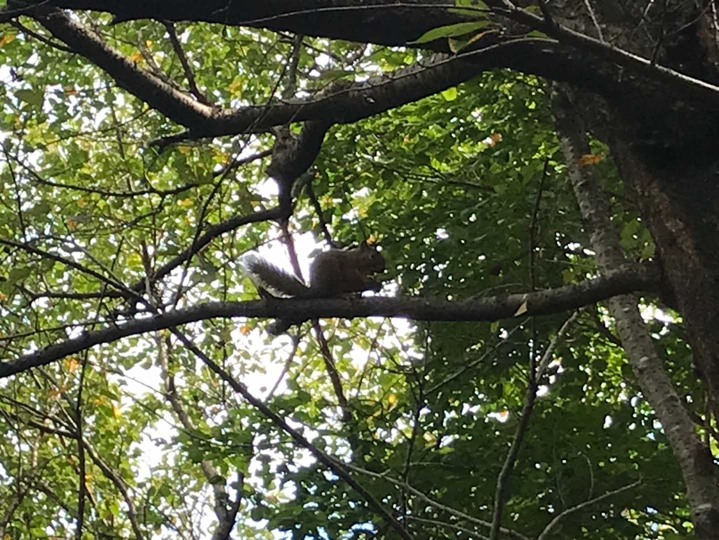 リス🐿
お初です♪
iPhone７も頑張った。