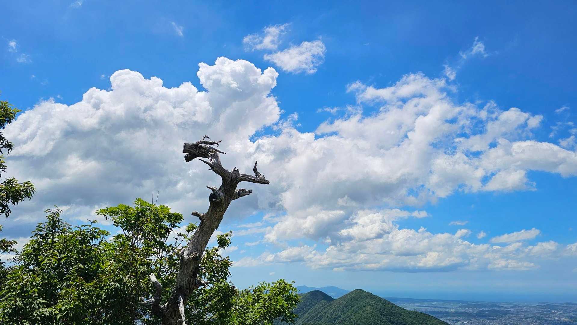 龍の木