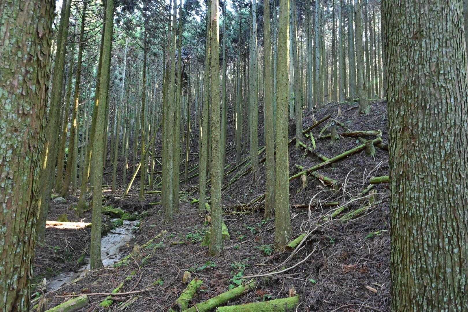基本的に、森の中を進みます
