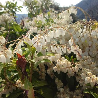 アセビはほぼ満開。