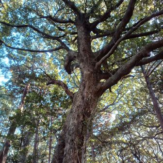 愛宕山 到着✌
ついに答えの
看板🎞️が👀

なんと正解は⬆️…

『🌲スダジイ（ブナ科）』

マジかー🤣


この後、登山口まで急下り＆迷いやすい🌀ので注意⚠️です