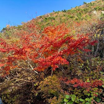 あーやっぱり紅葉は標高下げるとところどころいいですね🍁