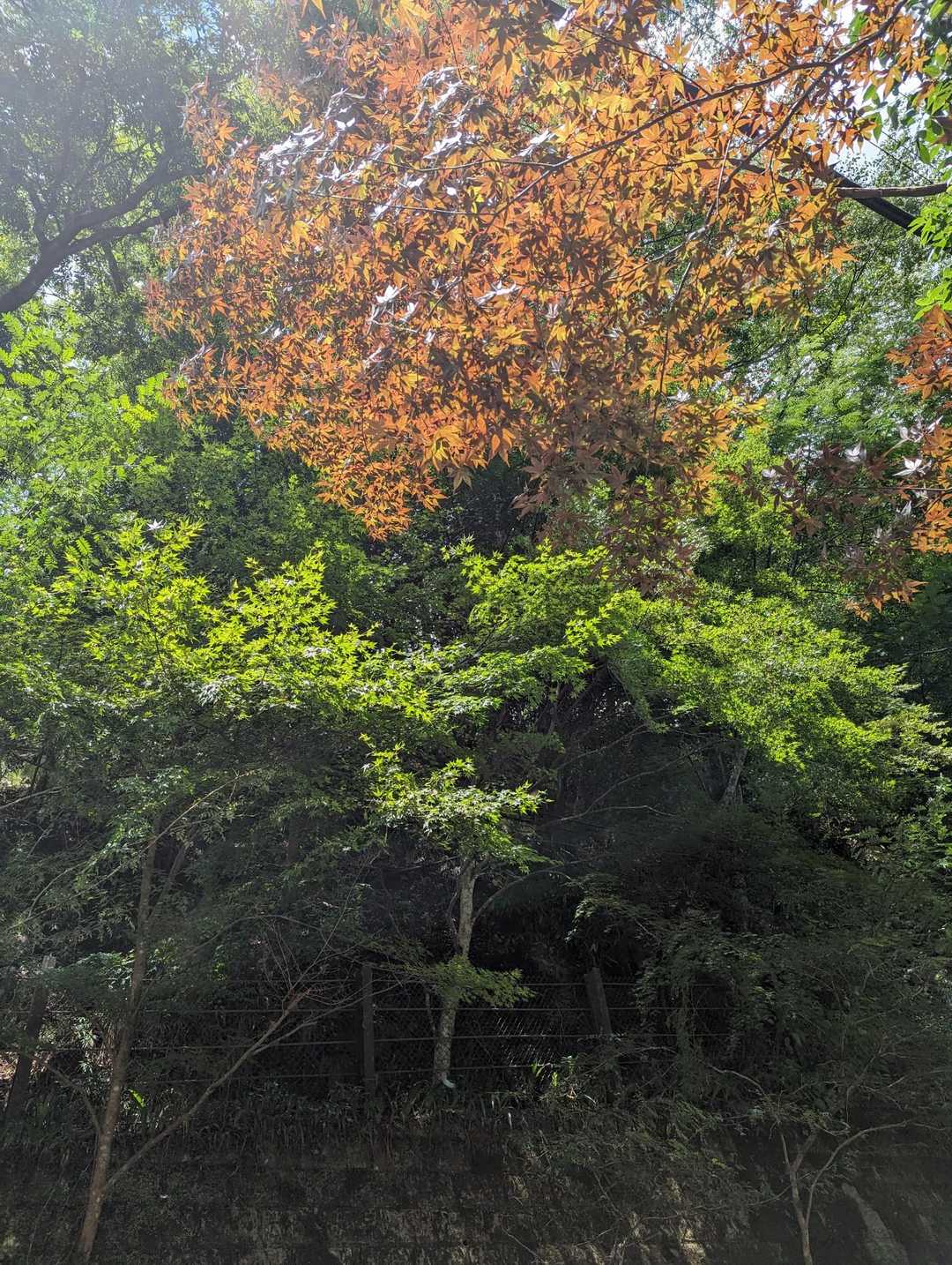 あれ？　紅葉🍁？