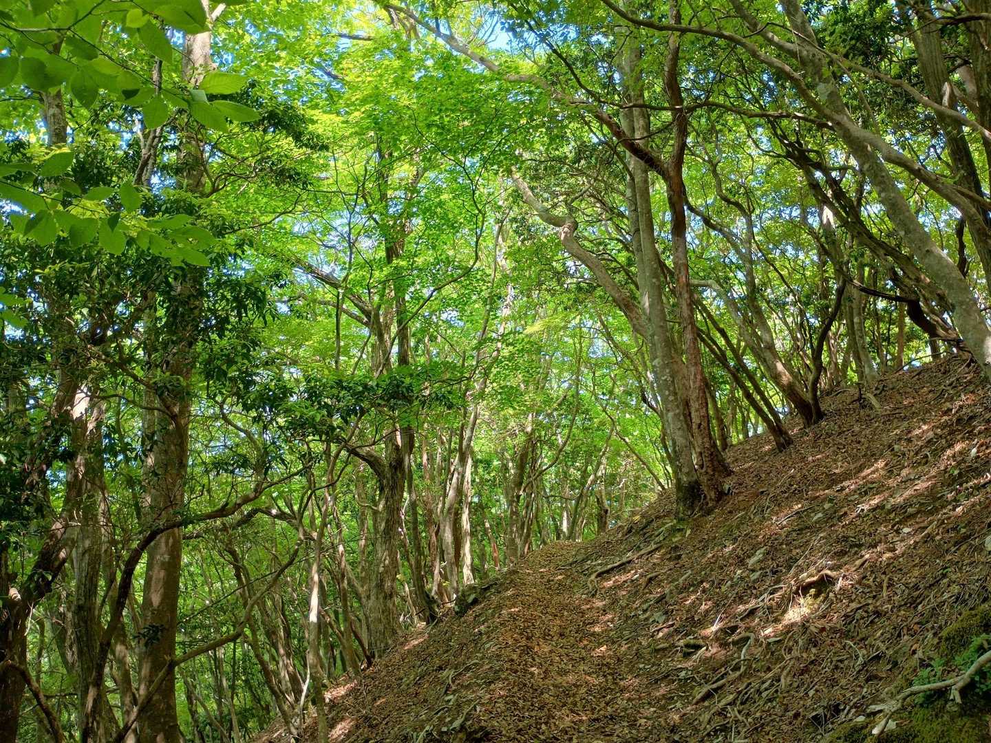 金輪寺-半国山-牛つなぎ広場 周回コースの写真
