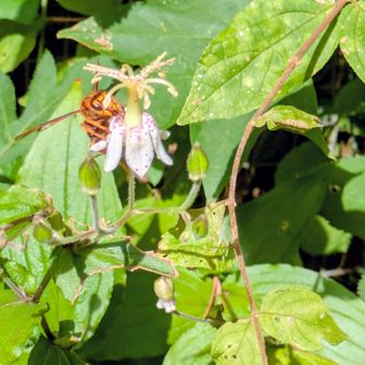 蜂🐝とコラボ😁