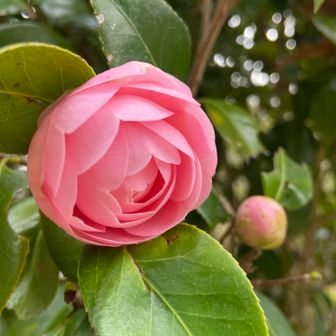 造花みたいな綺麗さ