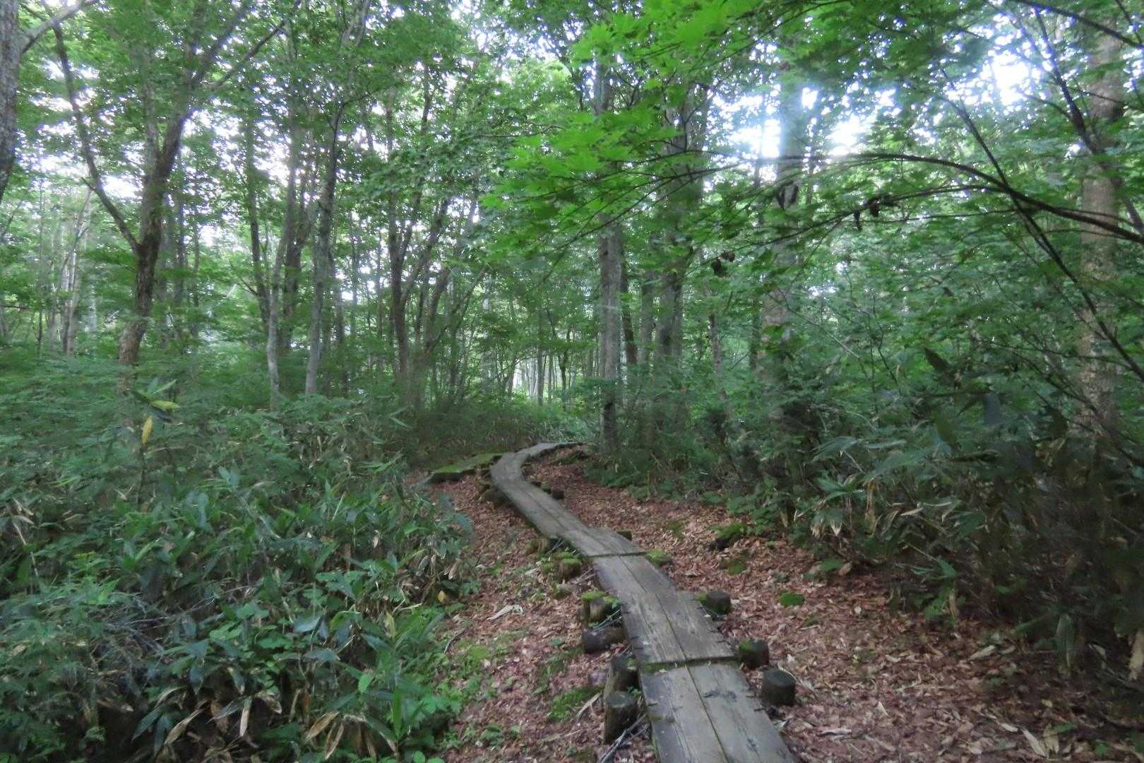 暫くは楽ちん木道歩き