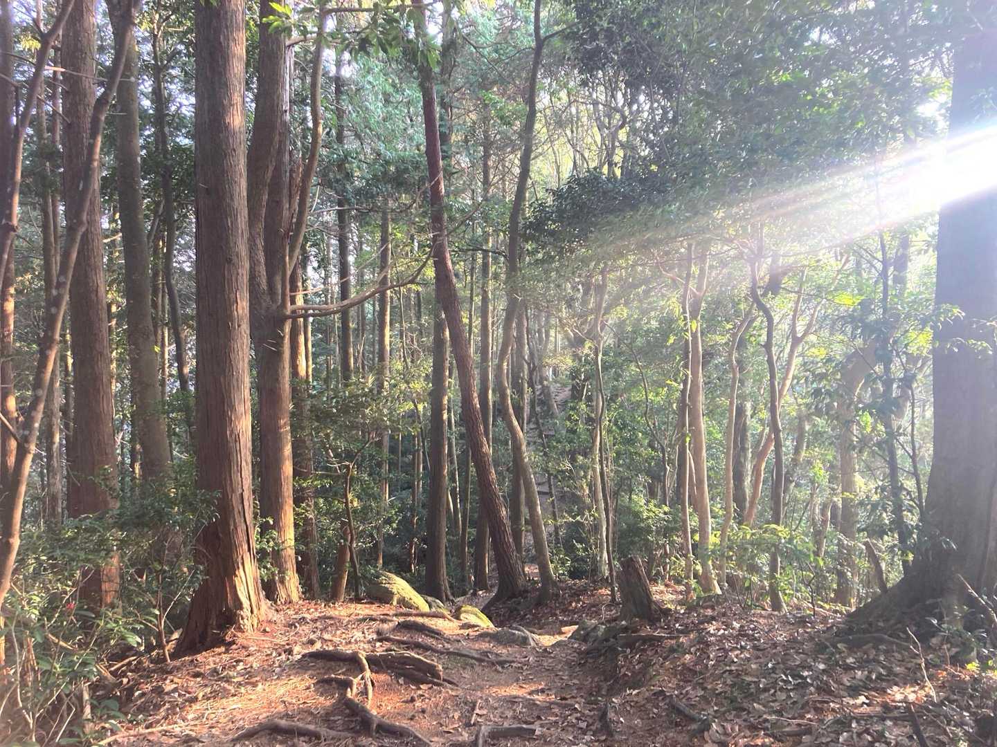 油山往復 | 福岡市街を見渡す定番ルートの写真