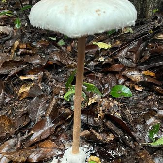 超巨大キノコ🍄‍🟫にビックリ🐸
