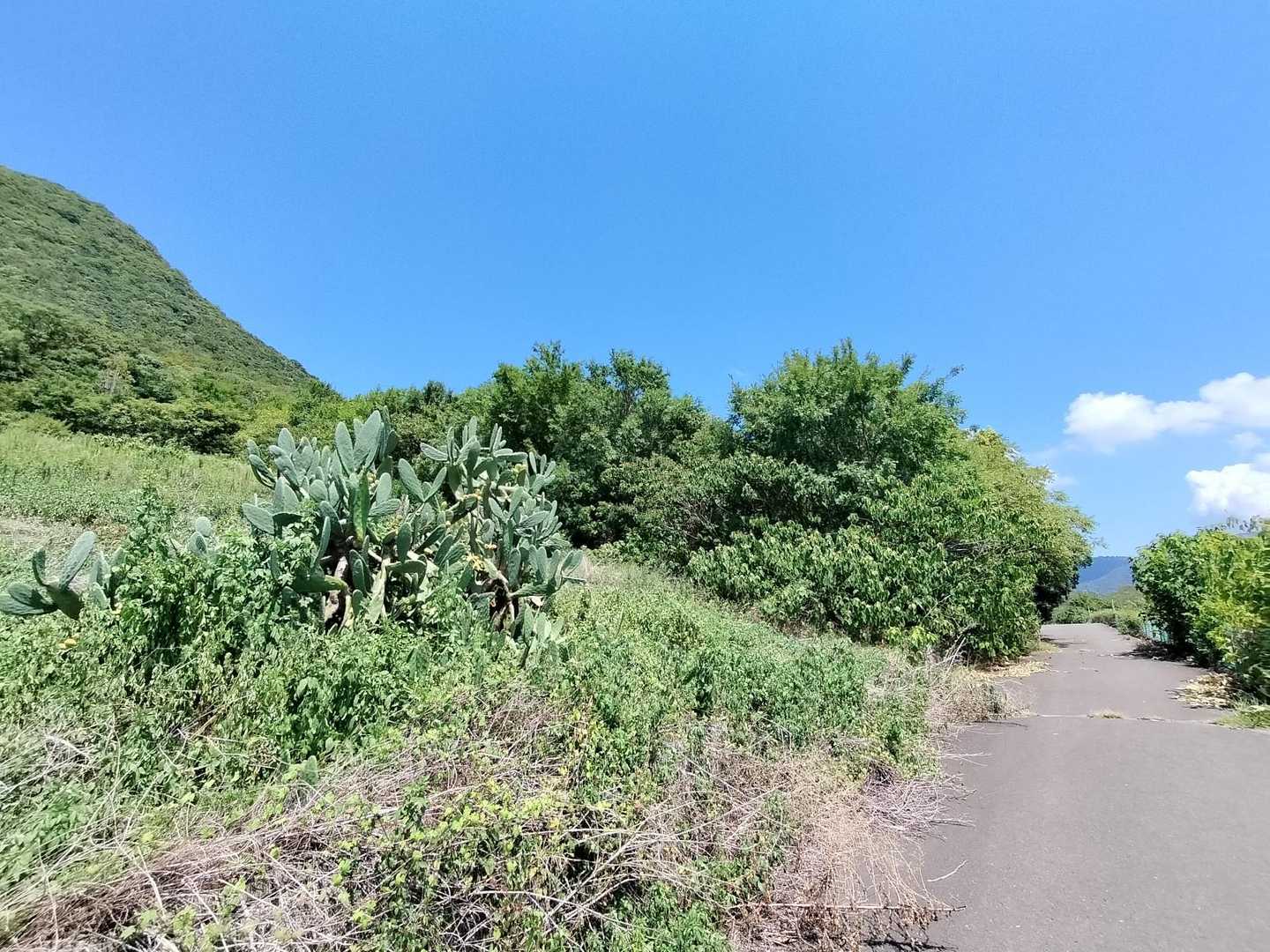 しばらくは路面歩きですが、さすが灼熱の雨なし県の香川ですね!大きなサボテンが自生してました🌵