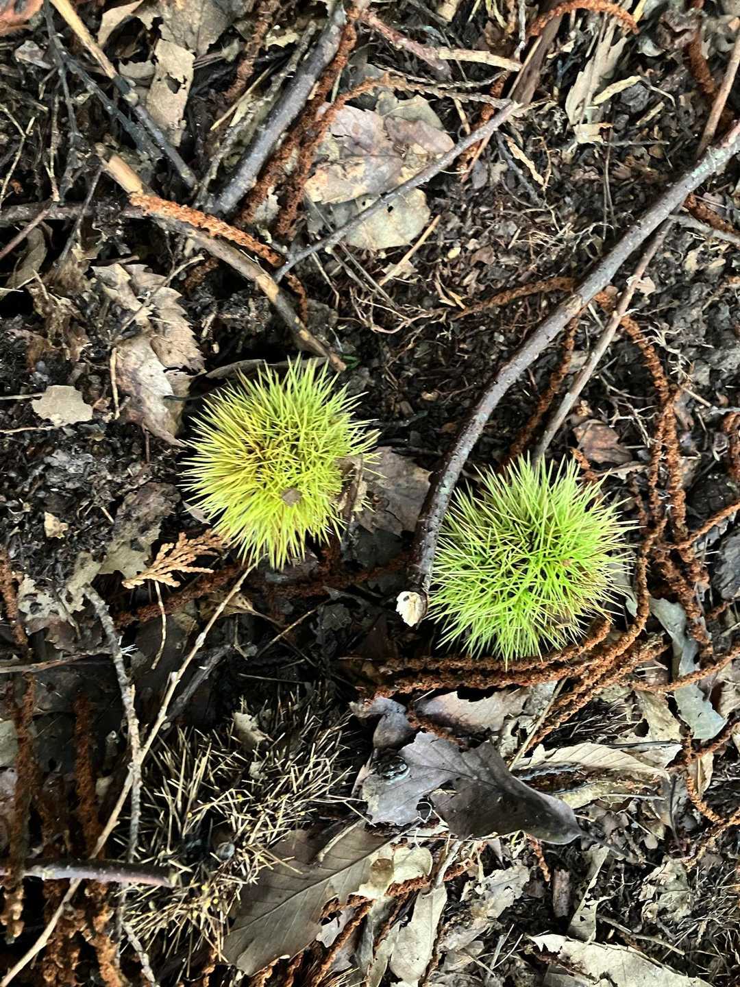 栗も落ちてる🌰