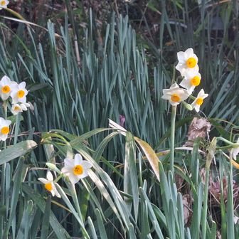 (ニホン)スイセン(ヒガンバナ科スイセン属)