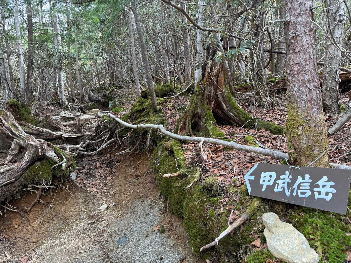 道あってた✌️