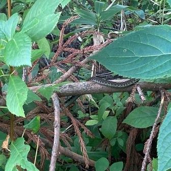 ヤマカガシ　気配を察知して逃げていきました