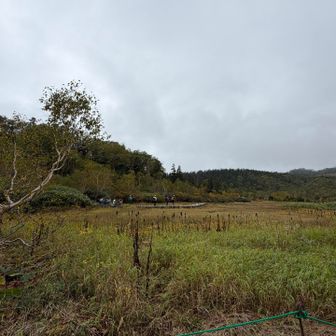 ミズバショウの葉っぱは
めちゃデカかった
