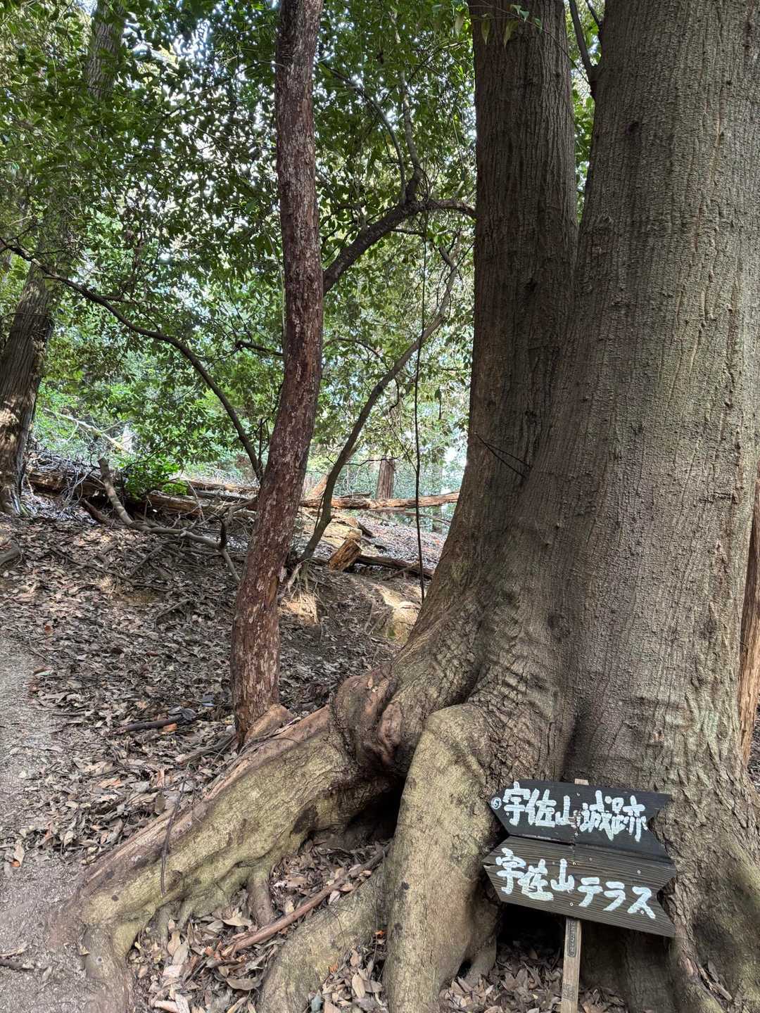登り初めは宇佐山さん🏯