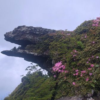 ガメラ岩？とミヤマキリシマ🌸
どっちから見たらゴジラ、ガメラだっけ🤔
