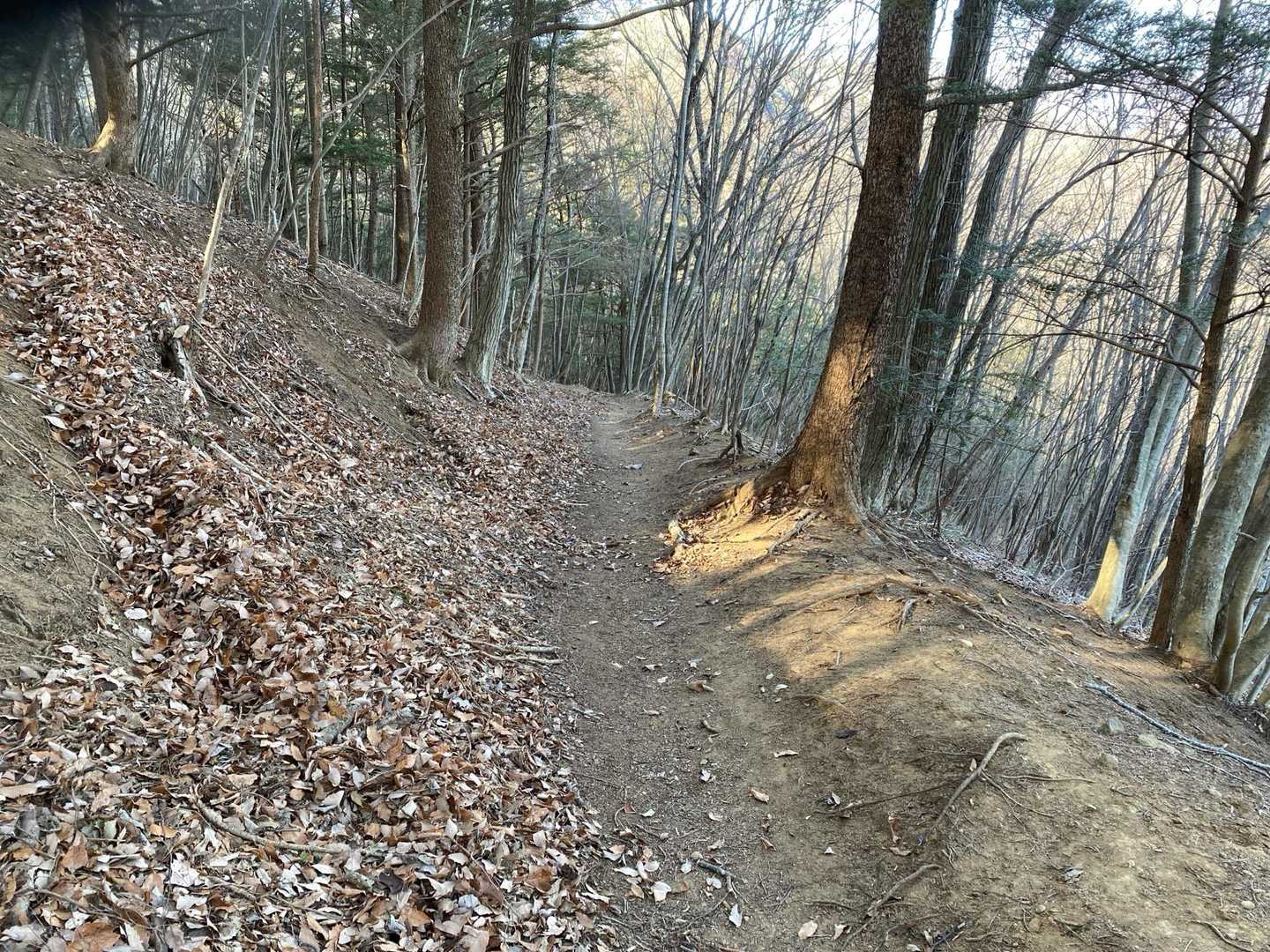 荒倉山へのこのルート登っていた時に思ったのですが登山道脇にと落ち葉が寄せられており整備されているなと感じました。感謝しかないですね🙏

風が吹いただけではこうはなりませんよね😌