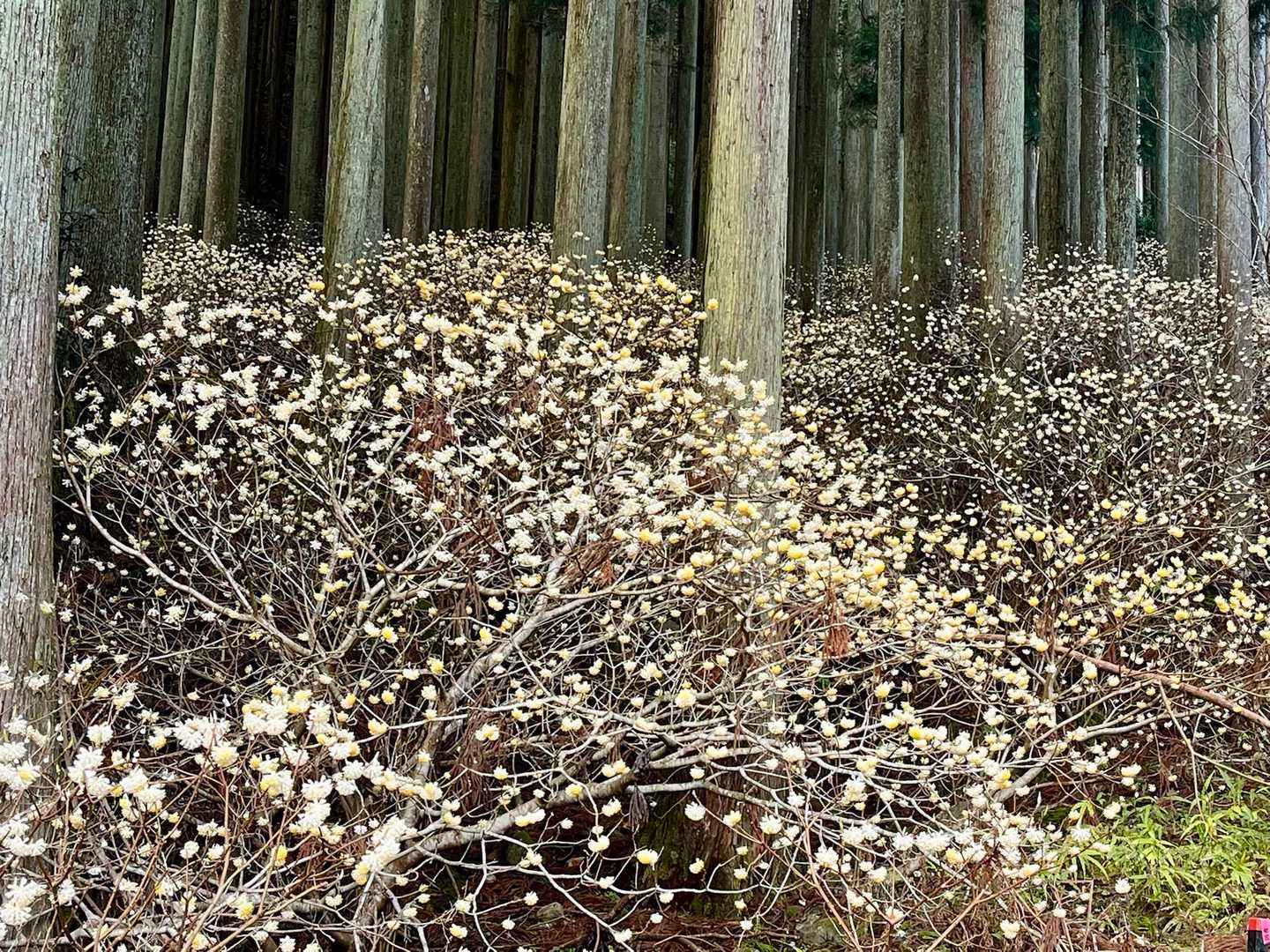 山友さんに教えてもらったミツマタの群生地はここだね😊